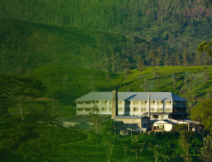 Tea Factory Name 02